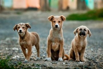 Санкт-Петербург: Животным из колпинского приюта помогли кормом