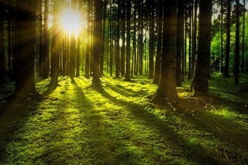Россия: Зеленые школы помогут экологии