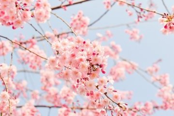 Санкт-Петербург: Цветы сакуры и листочки липы