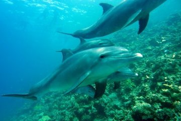 Россия: На школьный урок – по волнам Чёрного моря