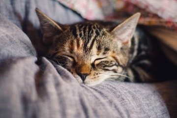 Россия: Коты будут в безопасности