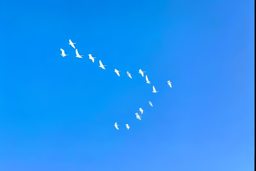 Лебединое чудо среди многоэтажек: что происходит на озере Пионерское?