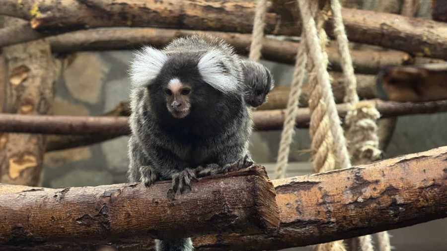 Секрет большой семьи: как игрунки в зоопарке воспитывают уже девятого детеныша