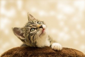 Россия: Для помощи животным не существует границ