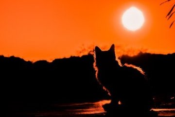 Мир: Загадочный кот на плато Наска